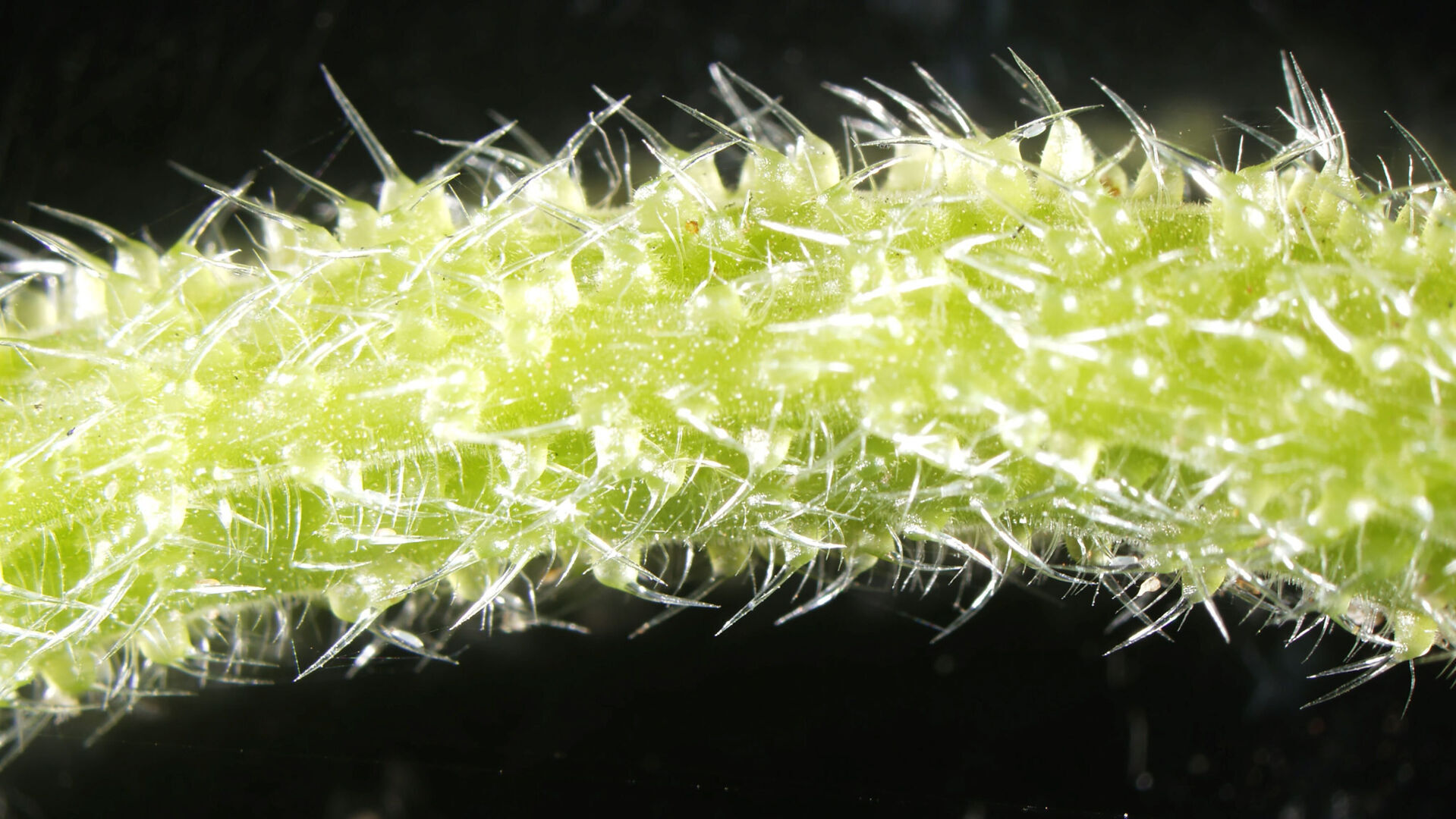 Spider-like venom found in Australian stinging trees -- and the pain can last for weeks